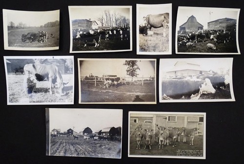 Cattle vintage w snap - vintage,